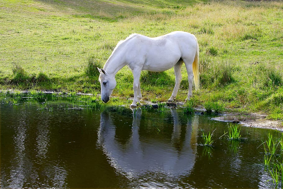 white, horse drinking water, grass field, horse, animal, farm, pony, drinking, australia, misty
