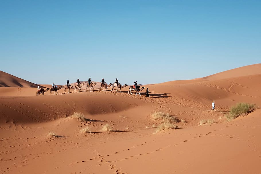 grupo, pessoas, montando, camelos, deserto, camelo, dia, passeio, caminhada, marrom