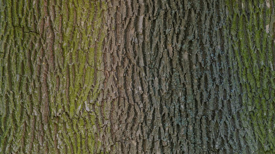 close-up photography, tree bark, tree, bark, wood, texture, scan, photoscan, plant, timber