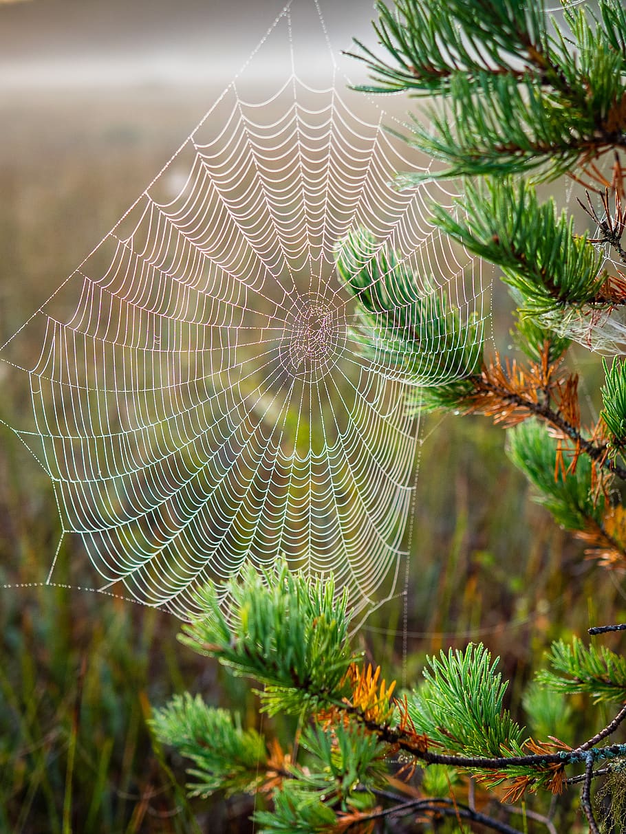 cobweb, morning, nature, network, cobwebs, moist, green, swamp, pattern, spider web