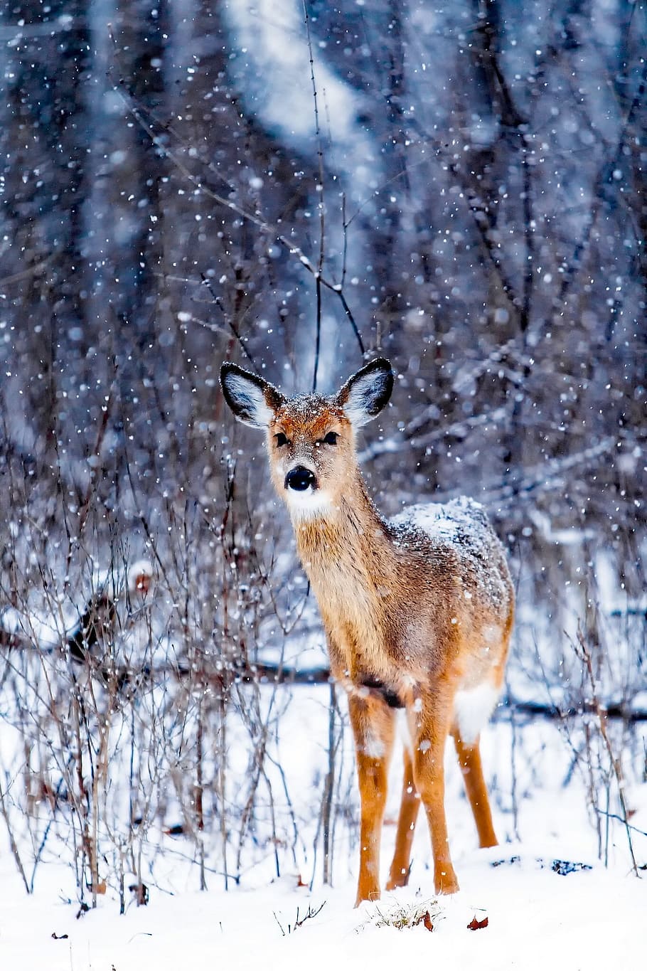 brown, deer, standing, snowy, surface, winter, snow, animal, wildlife, landscape