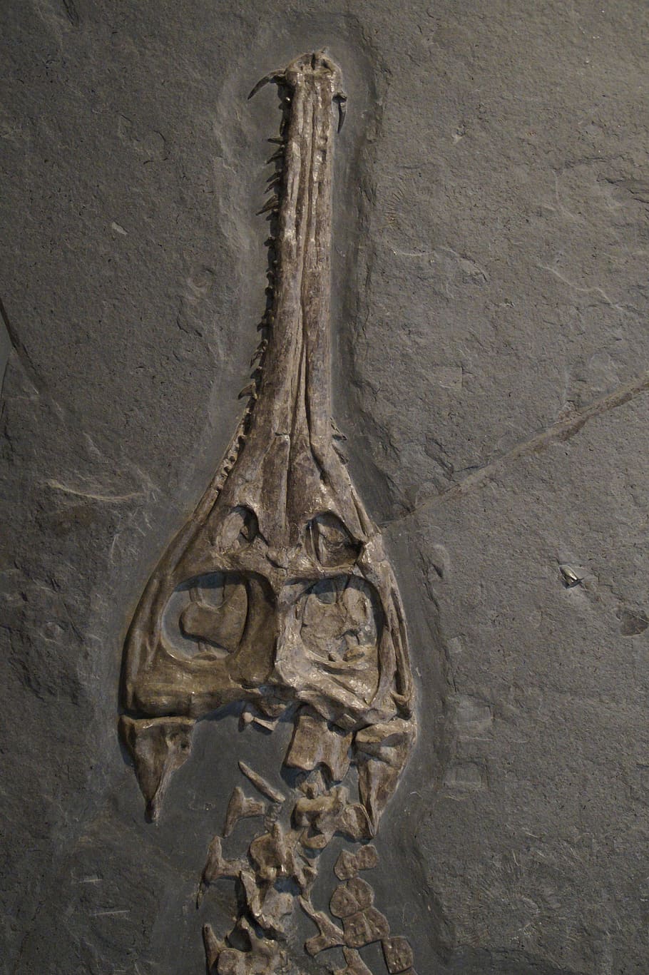 fossil, skull, head, skeleton, crocodile, hagbard, jurassic sea, jura, steinplatte, petrified