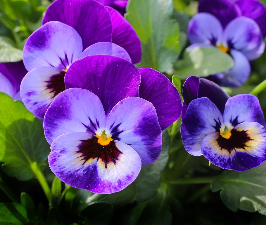 purple, petaled flowers, close-up photography, pansy, flowers, plant, nature, spring, violet, blossom