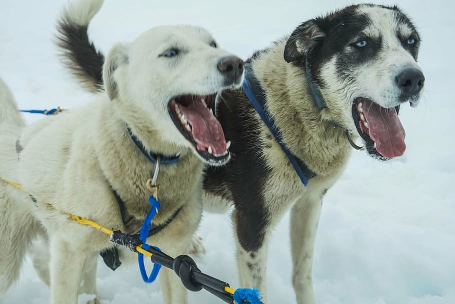 close-up photography, two, short-coated, white, black, dog, snowfield, sled dogs, alaska, dog sled
