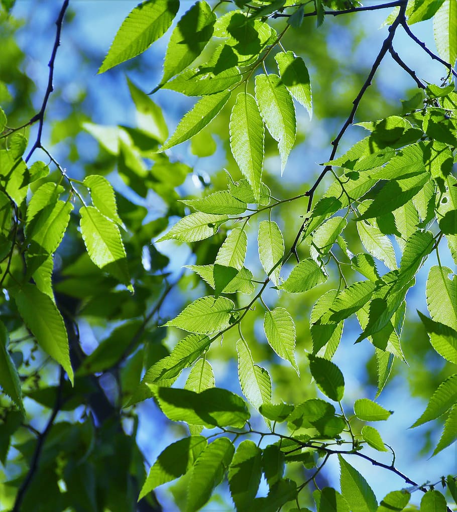 Menta, hojas, árbol, primavera, verde fresco, cielo azul, mostrar a través de, vena, luz, sol