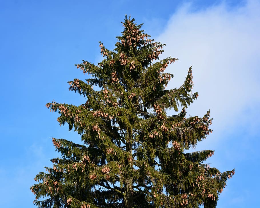 crown, top, tree, fir, spruce, sky, treetop, tap, branches, aesthetic