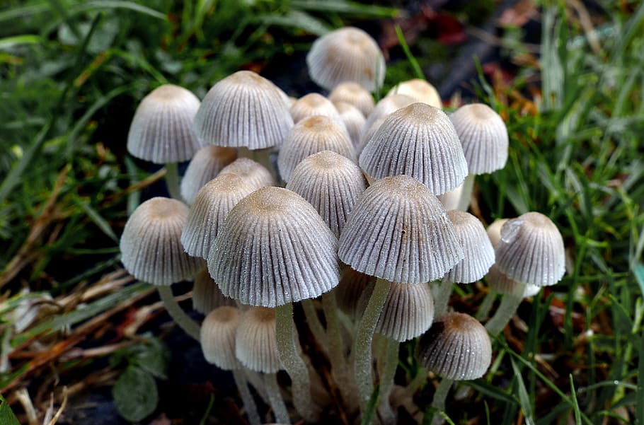 Coprinellus disseminatus, Fairies, Bonnets, white mushrooms, mushroom, fungus, vegetable, growth, plant, close-up