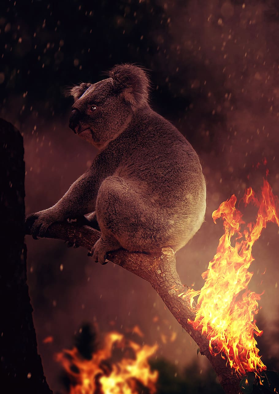 koala, api, australia, kehancuran, horor, neraka, bencana, asap, risiko, ketakutan