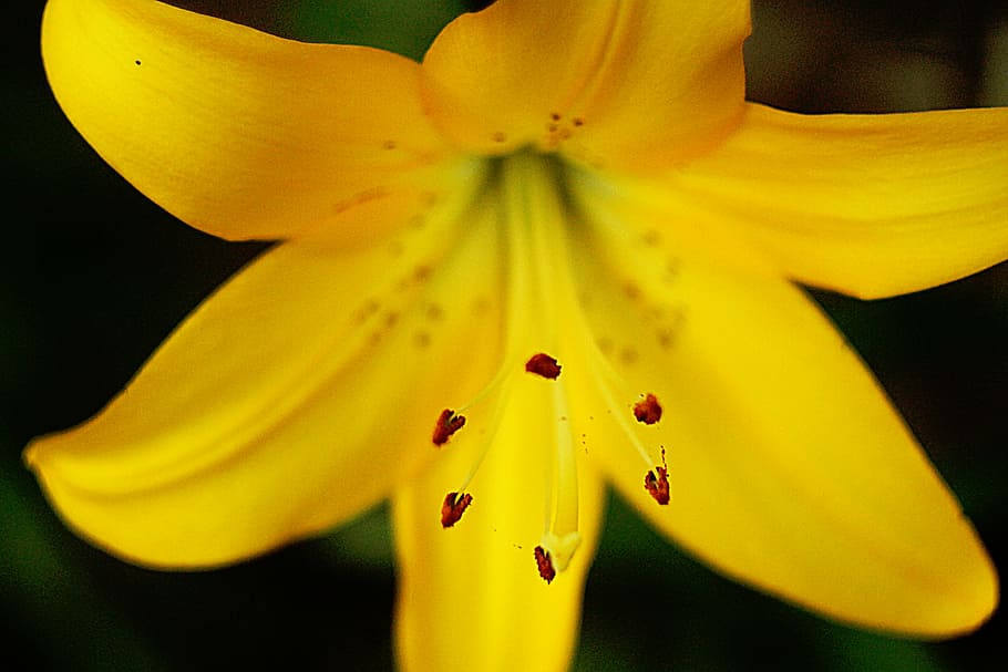 close-up photography, yellow, lily flower, nature, plants, flowers, petals, bloom, plant, flower