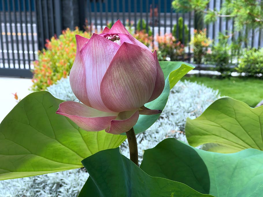 lotus, bud, green leaves, beauty, looking forward to, thriving, pink, fresh, plant, beauty in nature