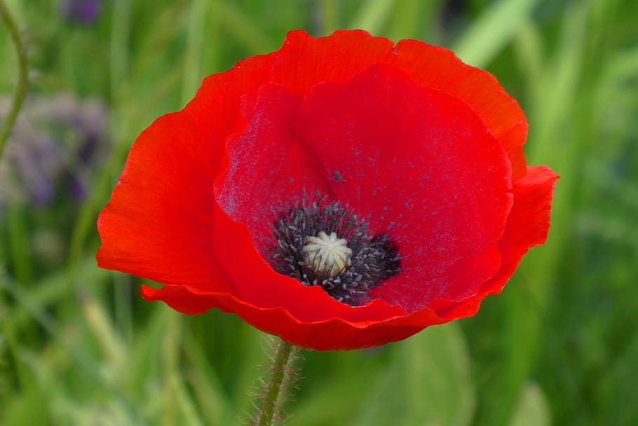 poppy, red flower, ditch, spring, colorful, field, bloom, petals, flowers, flowering plant