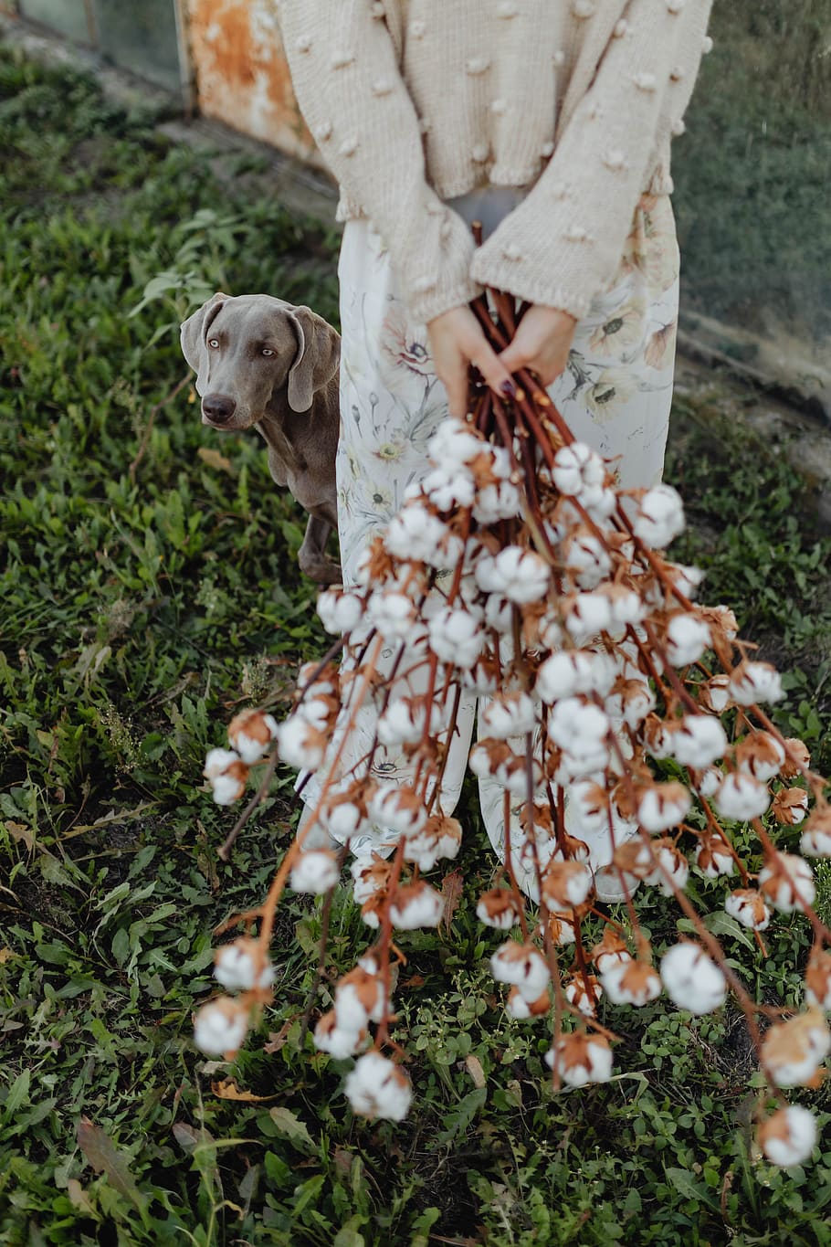 cotton, branches, woman, outdoor, nature, glasshouse, natural, farm, Weimaraner, dog