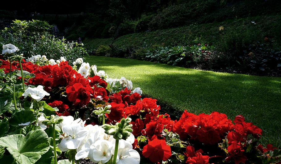 flowers, garden, lawn, sunlight, summer, park, nature, grass, outdoors, flower