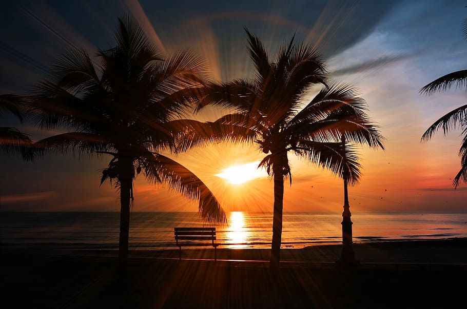 fotografía de silueta, palmeras, orilla del mar, puesta de sol, playa, palma, puesta de sol en la playa, océano, mar, cielo