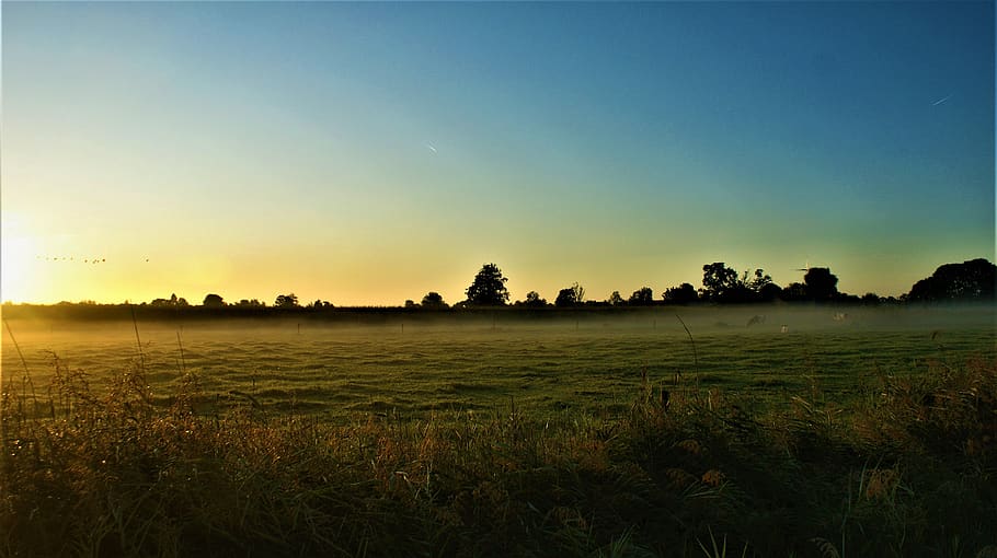 sunrise, pasture, cows, horizon, dim, twilight, dramatic, idyllic, outdoor, quiet
