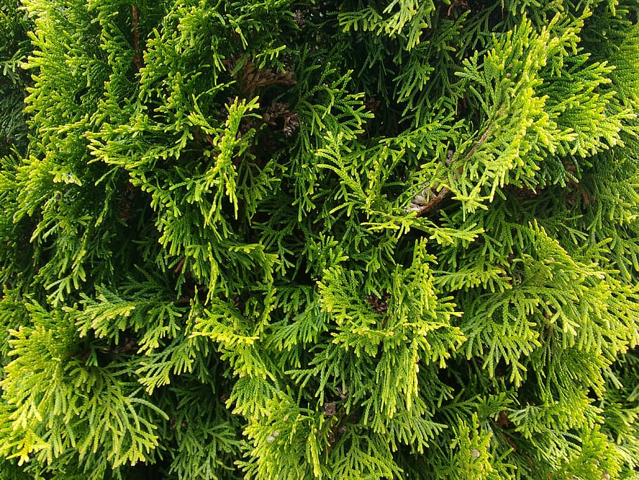 green leafed plant, thuje, thuja, texture, pattern, background, tree of life, tree, close, green