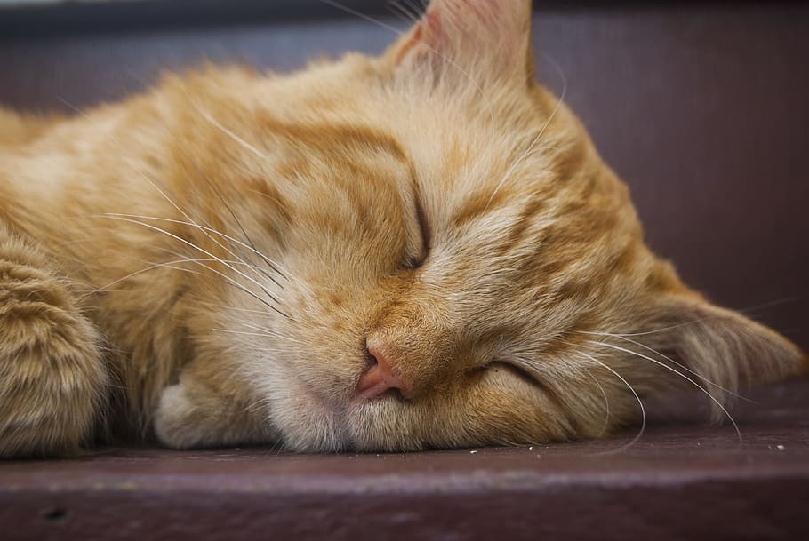close-up photo, sleeping, orange, cat, kitten sleeping, pet, animalia, cute, mammal, animal themes