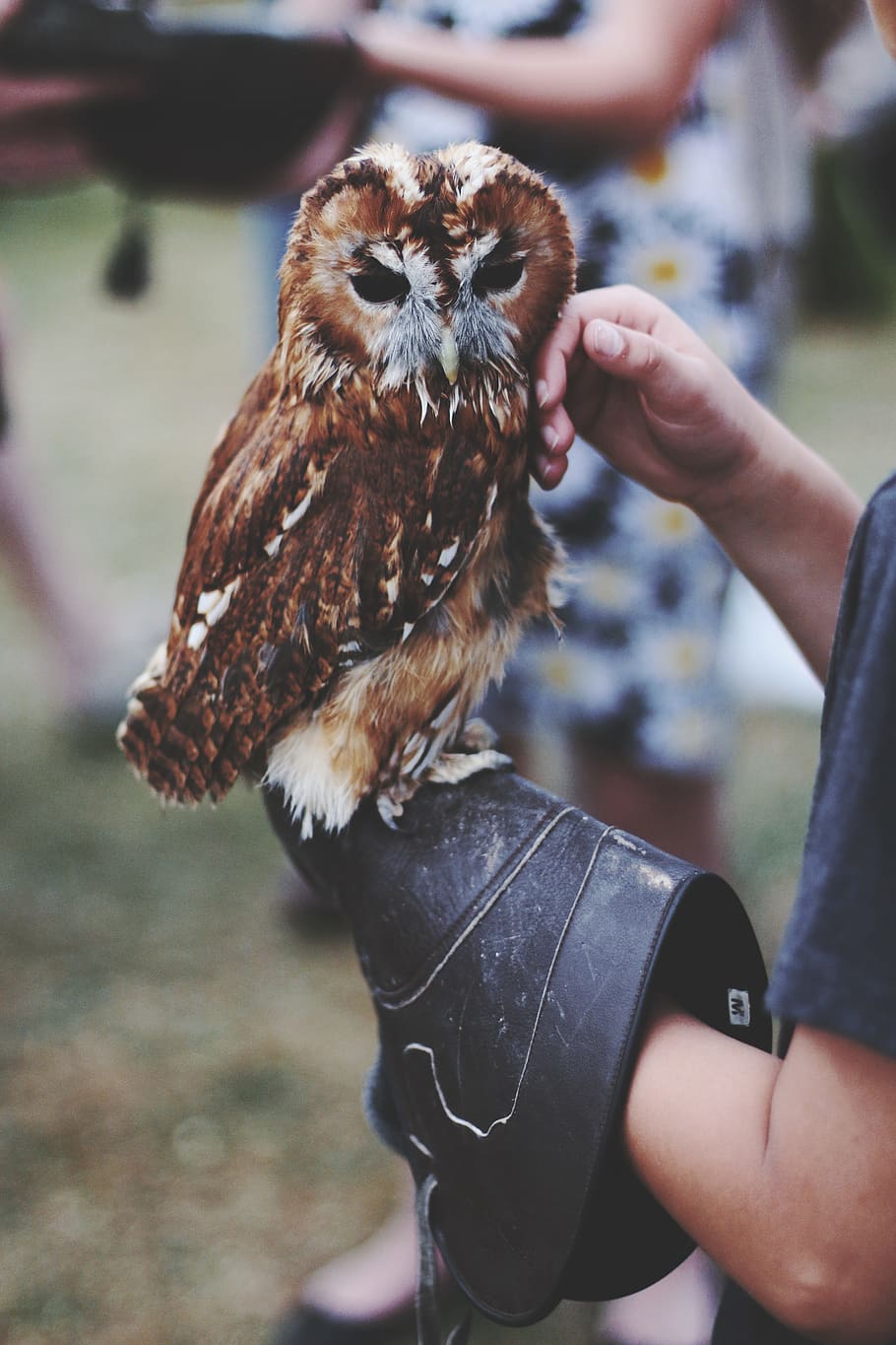 owl, animal, handler, bird, nature, flying, feathers, prey, wildlife, falconry