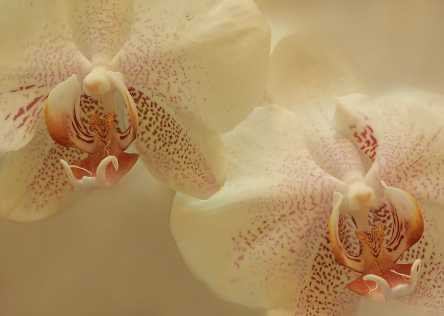 Orquídeas, flores, blanco, floral, floración, naturaleza, fresco, natural, elegante, planta