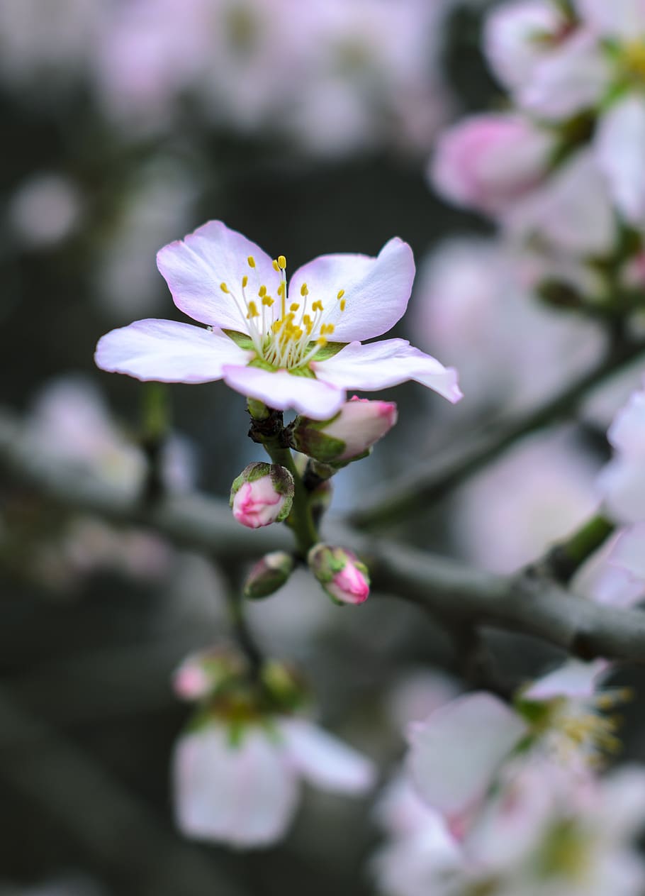 almond flower, australia, beautiful, beauty, bloom, blossom, branch, closeup, color, flower