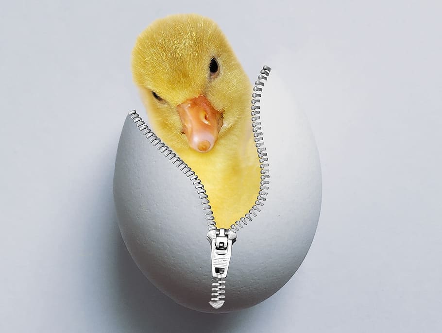 yellow, ducking, zip-up egg shell, chicks, egg, eggshell, hatched, hatch, ducky, young animal