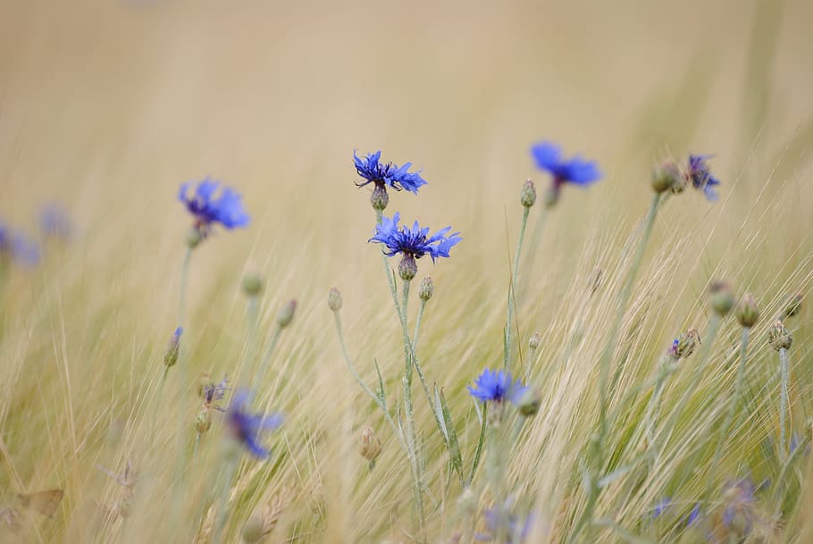 selectivo, fotografía de enfoque, azul, flor, aciano, ir, planta floreciendo, planta, frescura, púrpura