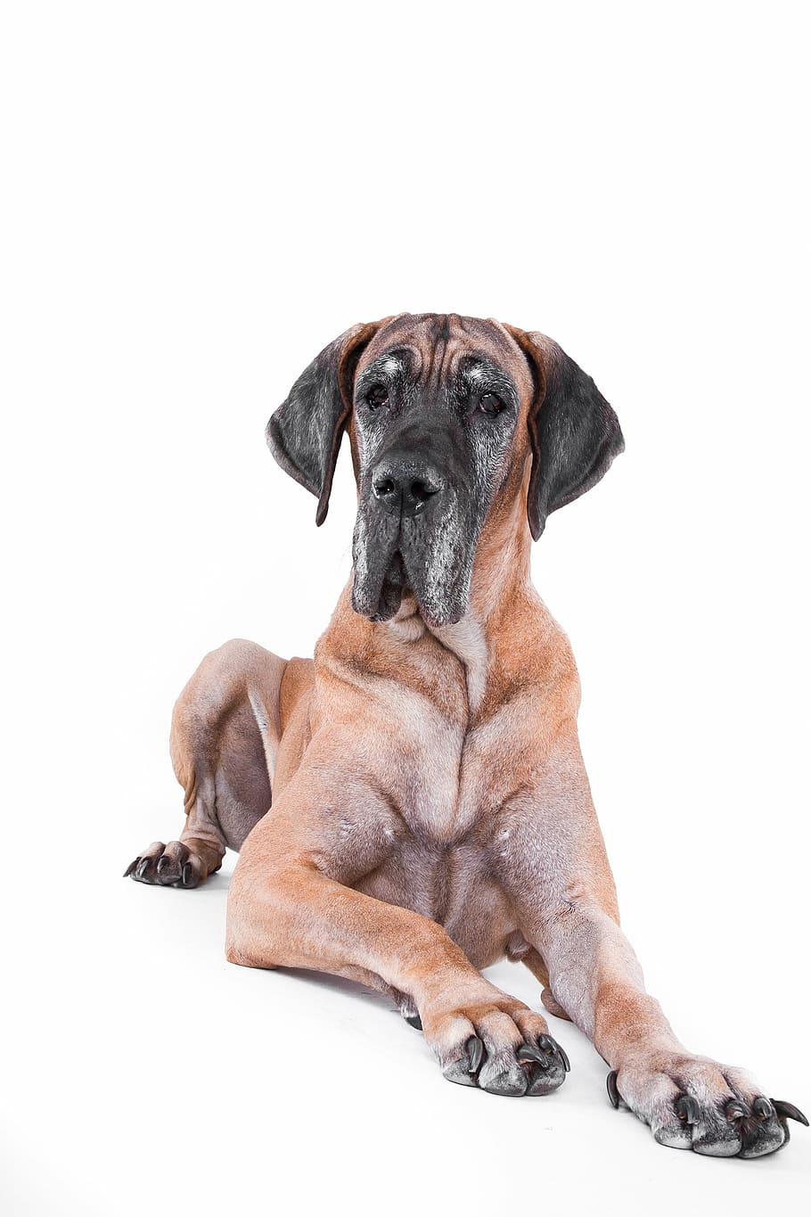 adult great dane, dog, great dane, lying, old, yellow, white, pets, animal, canine