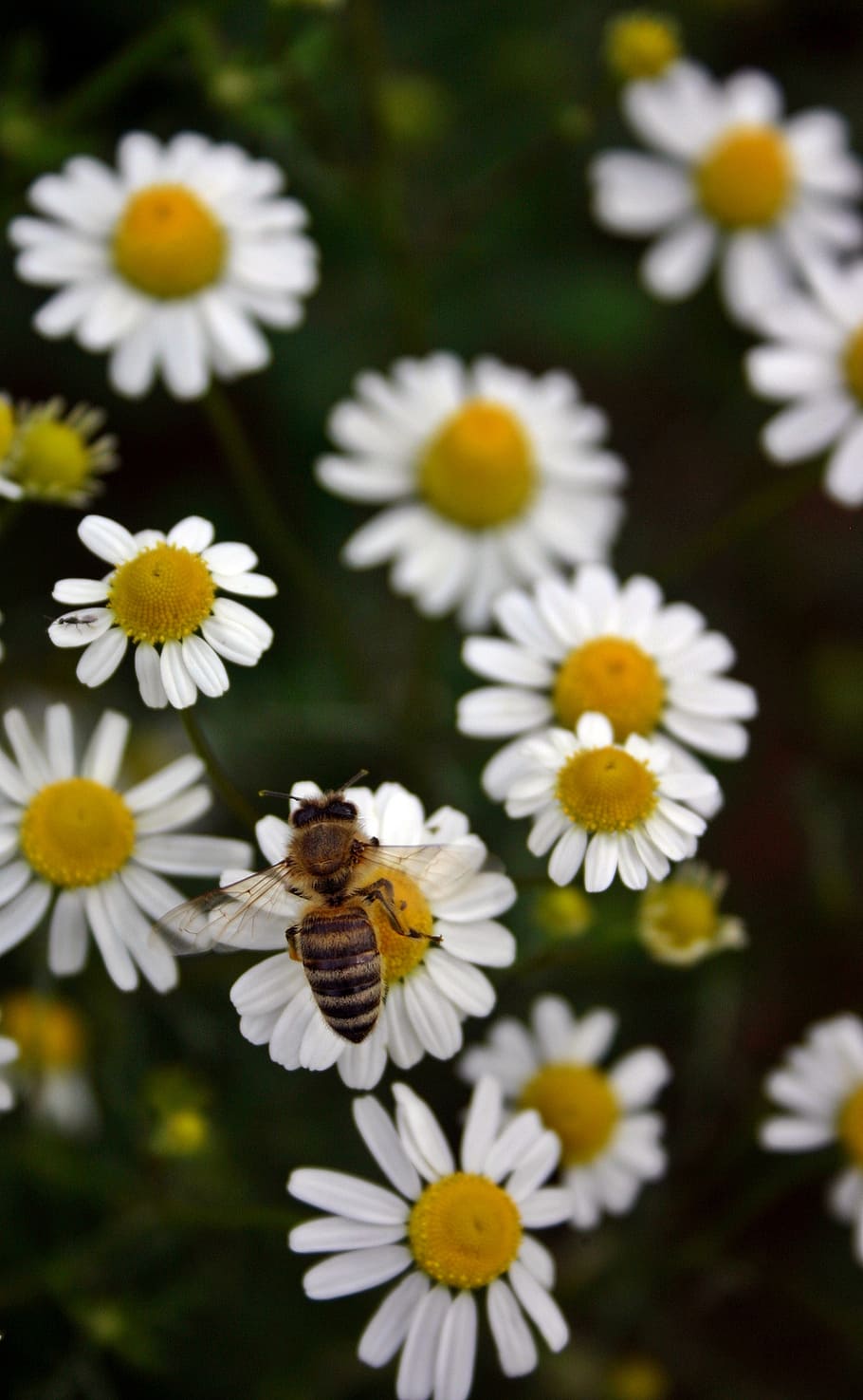 abeja, miel de abeja, polen, insecto, cerrar, flor, florecer, manzanilla, néctar, abeja europea