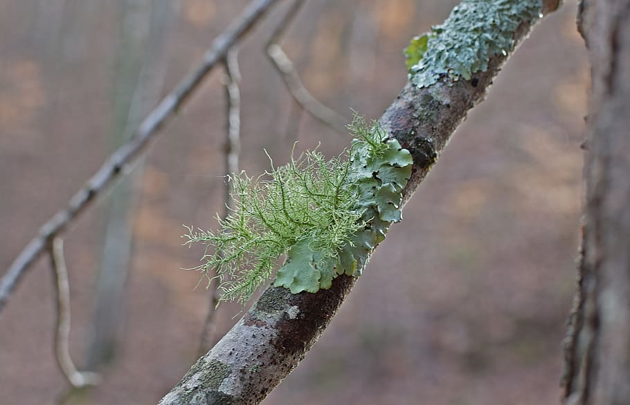 lichens, Fallen, Branch, Lichen, lichens on fallen branch, symbiotic, cyanobacteria, fungi, nature, green