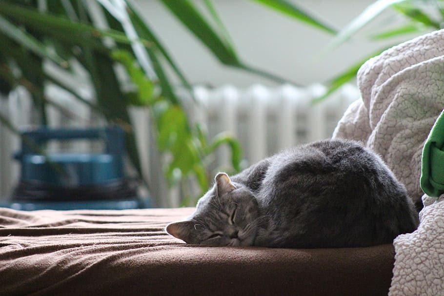 gray, cat, laying, brown, mattress, British Shorthair Cat, Sleeping, sleeping cat, domestic, calm