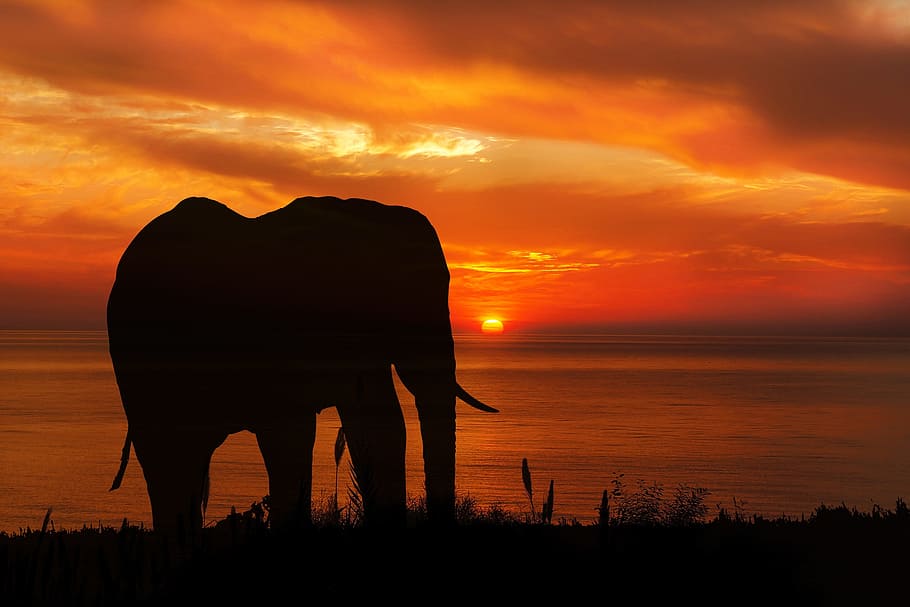 silhouette, elephant, grass, sunset, nature, animal, wildlife, mammal, sky, orange
