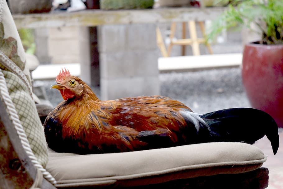 orange, black, rooster, sofa, chicken, hen, bird, animal, peaceful, pillows