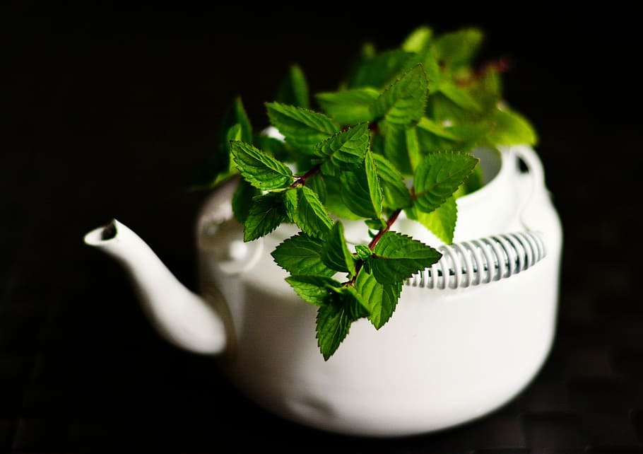 green, leaves, white, ceramic, teapot, Peppermint, Medicinal Plant, medicinal herbs, mint, tea herbs