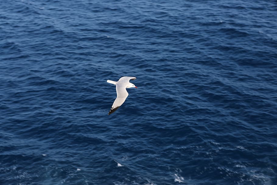 white, bird, flying, blue, ocean water, wide, body, water, seagull, one animal