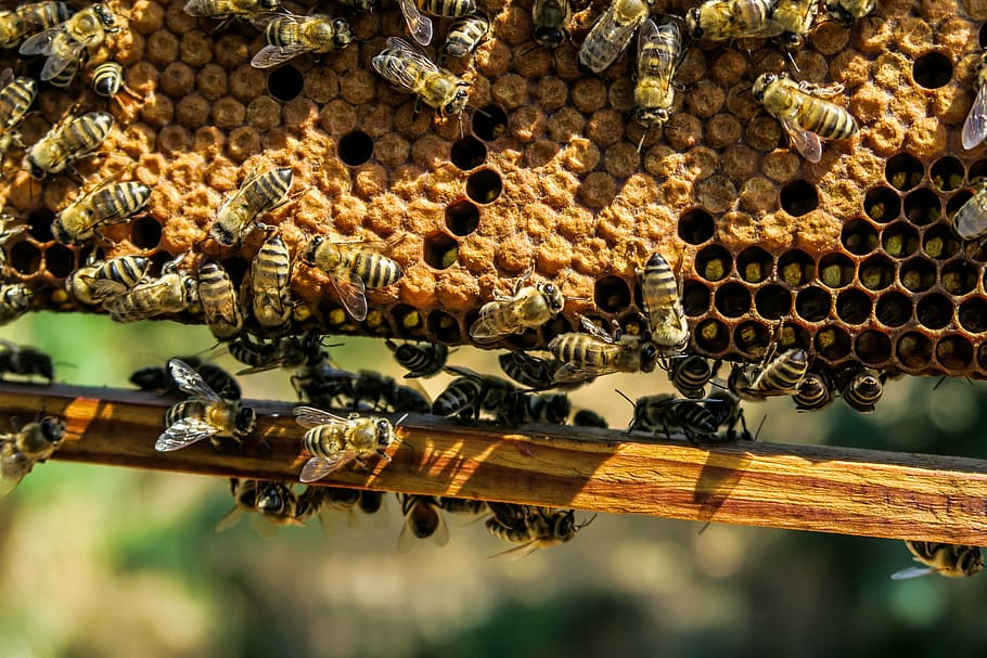 bees on hive, agriculture, apiary, bee, beehive, beekeeping, beeswax, close-up, hexagon, honey