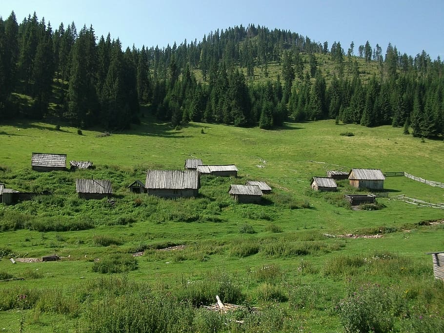 romênia, carpathian, chalés, floresta, árvore, plantar, terra, cor verde, arquitetura, estrutura construída