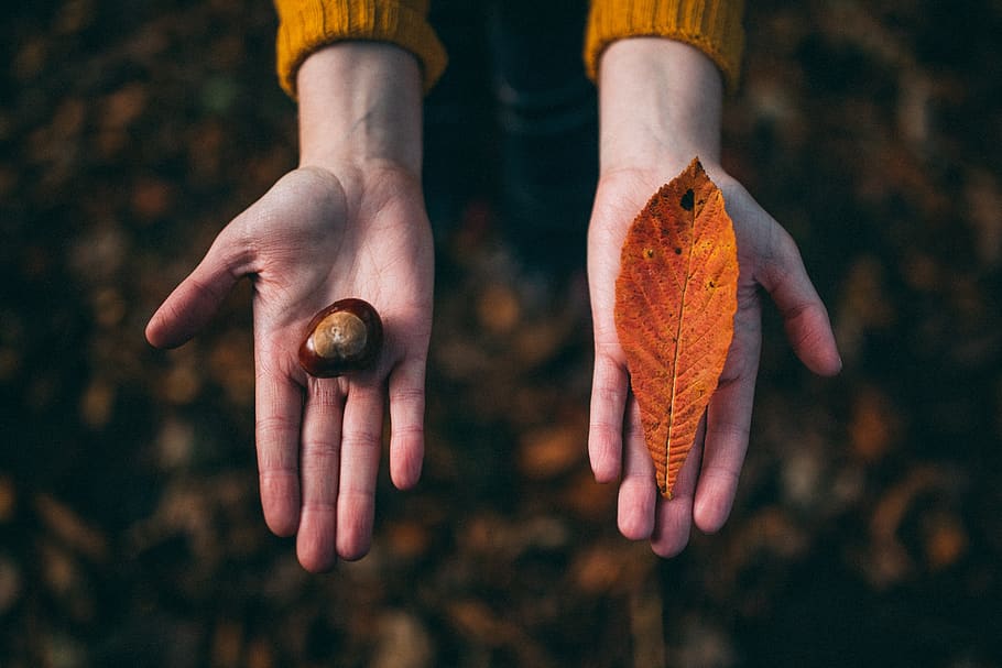tangan, palem, daun, musim gugur, biji, buah, tangan manusia, bagian tubuh manusia, satu orang, alam