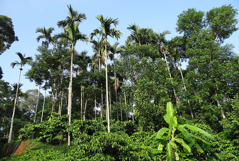 plantación de café, colinas, palmeras de areca, ammathi, coorg, karnataka, india, planta, árbol, crecimiento