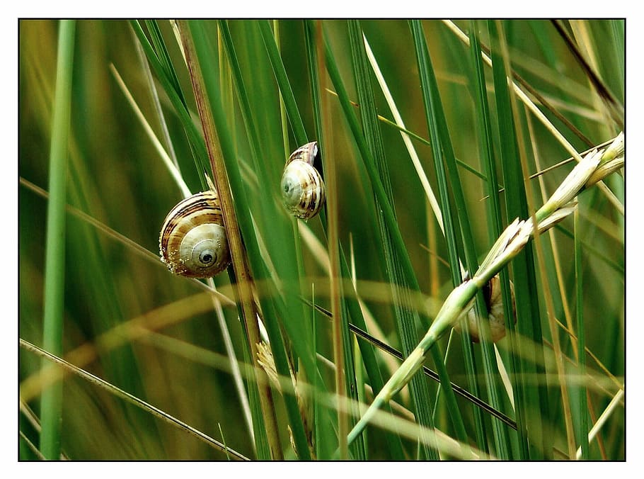 snail, shell, close, snail shell, mollusk, animals, snails, animal, fauna, animal world
