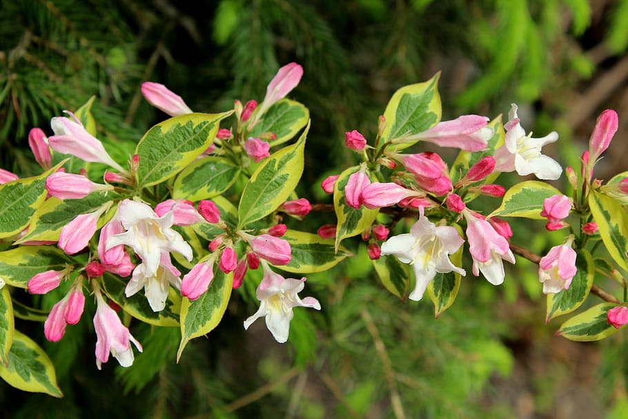 krzewuszka variegata, arbusto, apuesto, flores rosadas, figura, primavera, floración, naturaleza, planta, flor