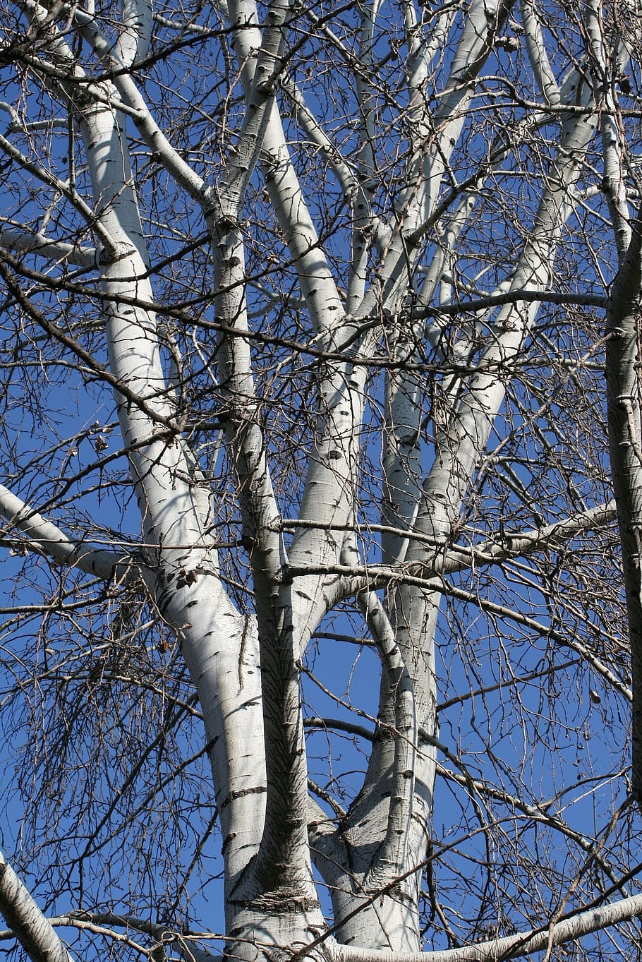 寒い, 冬, 青い空, 木, 霜, 冷ややかな, 12月, 1月, 2月, 白い樹皮
