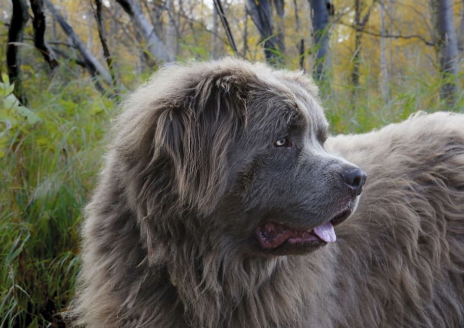 medium short-coated, focus photo, Dog, Canine, Newfoundland, Gray, portrait, large, looking, pet