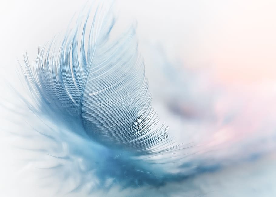 blue, feather, white, background, spring, ease, slightly, airy, close, featherweight