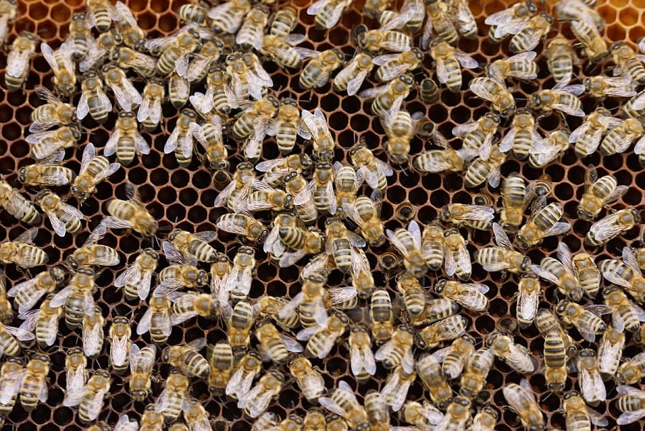 gerombolan, lebah, sarang lebah, sisir, serangga, alam, madu, peternak lebah, struktur sarang lebah, lebah madu