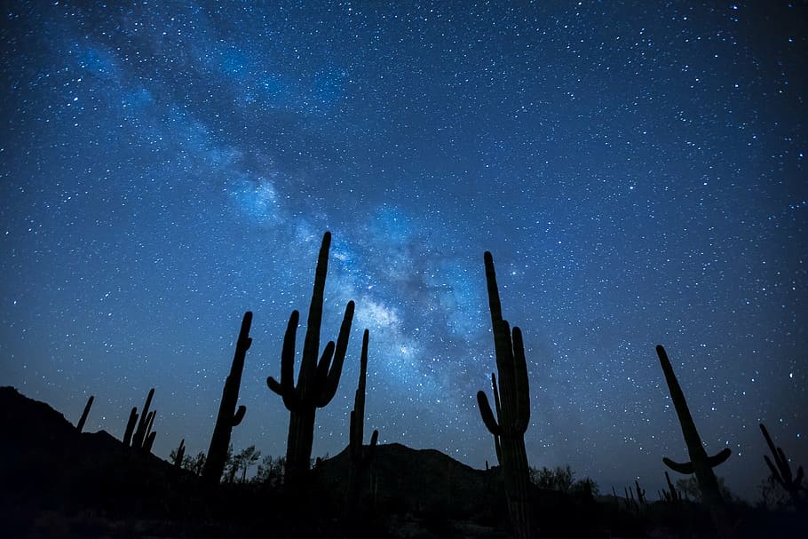 silhouette, cactus photography, milky way, stars, night, sky, landscape, desert, cactus, mountains