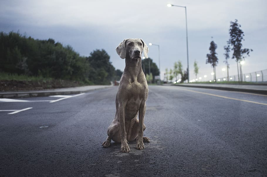 breed, dog, animal, clouds, sky, street, road, trees, lights, one animal