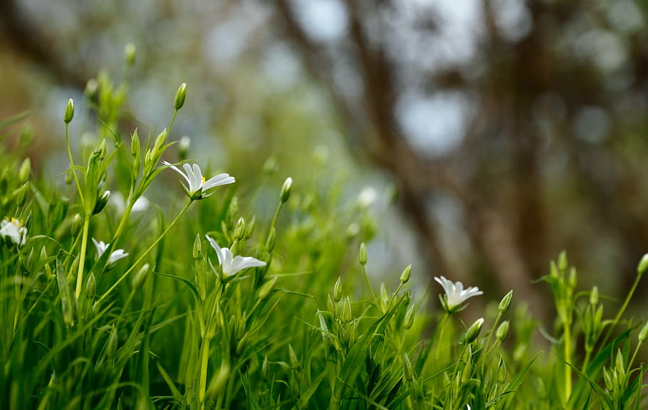 fotografia de foco, o, f, branco, flor de pétalas, verde, folha, plantar, natureza, desfoque