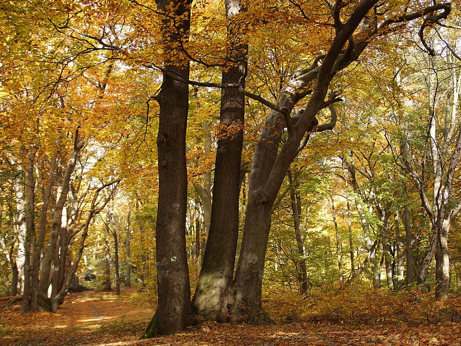 beech forest, beech, forest, nature, tree, colors, autumn, deciduous tree, yellow, czech republic