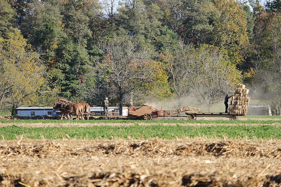 amish, pennsylvania, farm, rural, county, lancaster, horse, landscape, field, animal