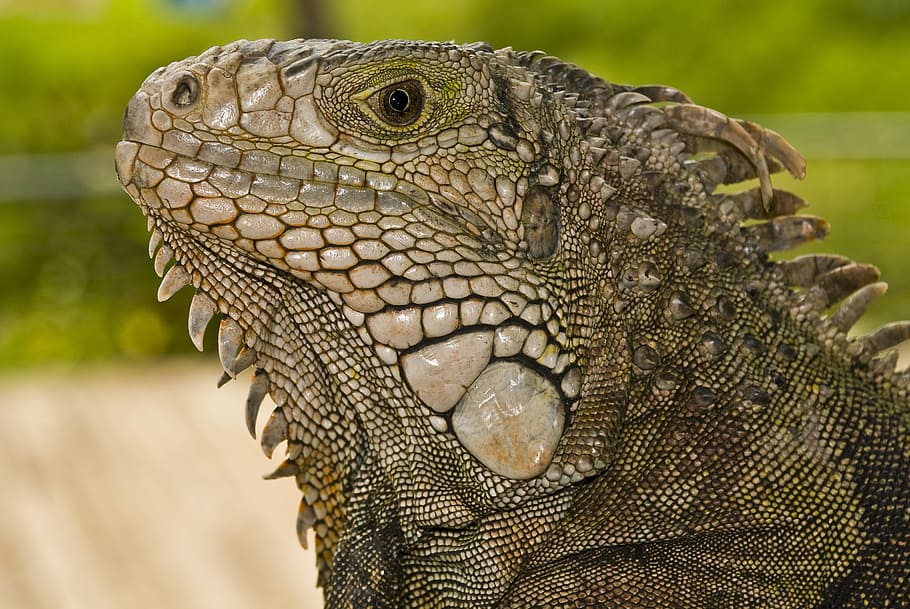 iguana, hewan, alam, kadal, reptil, tema hewan, satu hewan, margasatwa, bagian tubuh hewan, close-up